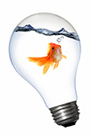 Fish in Lightbulb